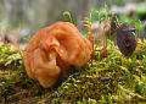 image of gyromitra