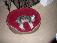 image of miniature_schnauzer