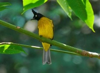 image of bulbul