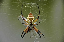 image of black_and_gold_garden_spider #34