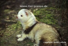 image of polecat