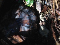 image of animal
