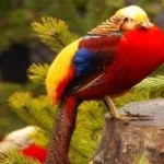 image of golden_pheasant #34