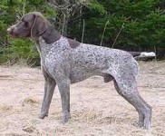 image of german_short_haired_pointer
