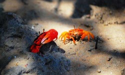 image of fiddler_crab #14