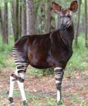 image of animal