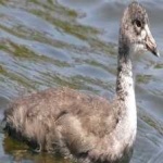image of bird