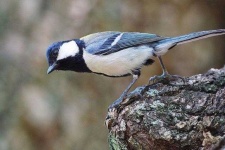 image of animal