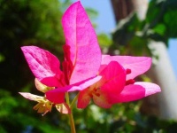 image of flower