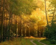 image of sunny