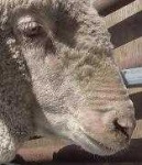 image of animal