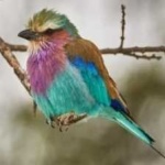 image of bird
