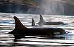 image of grey_whale