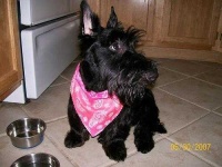 image of scotch_terrier