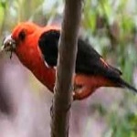 image of bird