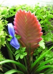 image of flower