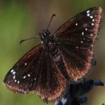 image of animal