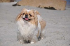 image of pekinese