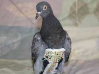 image of animal