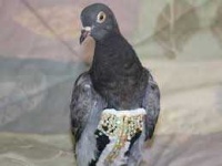 image of pigeon #16