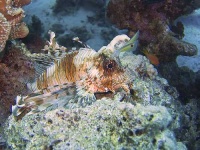 image of lionfish