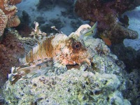 image of lionfish #30