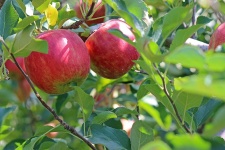 image of apple #6