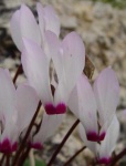image of flower