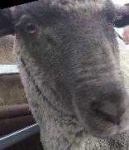 image of animal