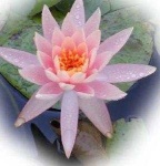 image of water_lilly