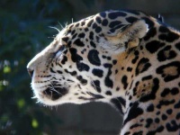 image of jaguar_car