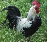 image of rooster