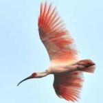 image of bird