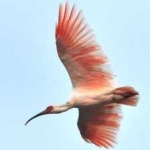 image of asian_crested_ibis #11