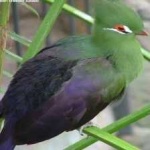 image of bird