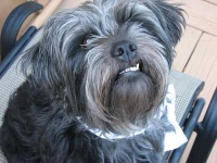 image of affenpinscher