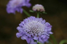 image of flower