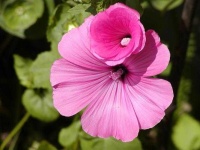 image of flower