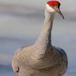 image of bird