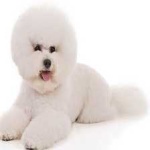 image of animal