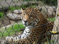 image of jaguar_car