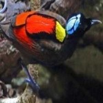 image of bird
