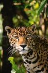 image of jaguar_car