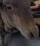 image of animal