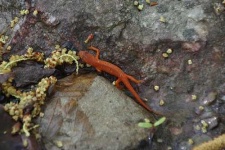 image of eft