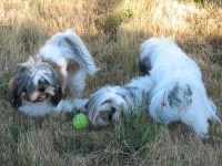 image of shih_tzu