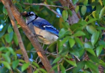 image of jay