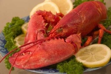 image of american_lobster #22