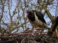 image of black_stork