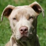 image of pit_bull #12